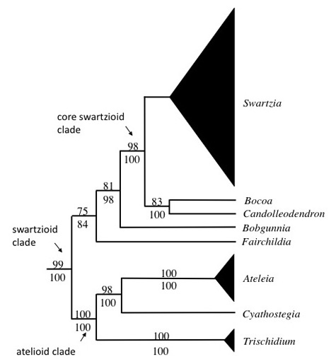 Phylogeny_Fig1