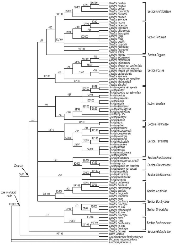 Phylogeny_Fig2