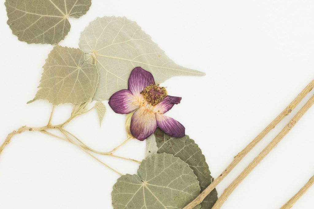 Virtual Herbarium Image