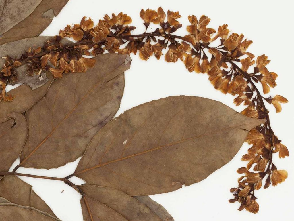 Close-up of herbarium specimen for Venezuela expediton