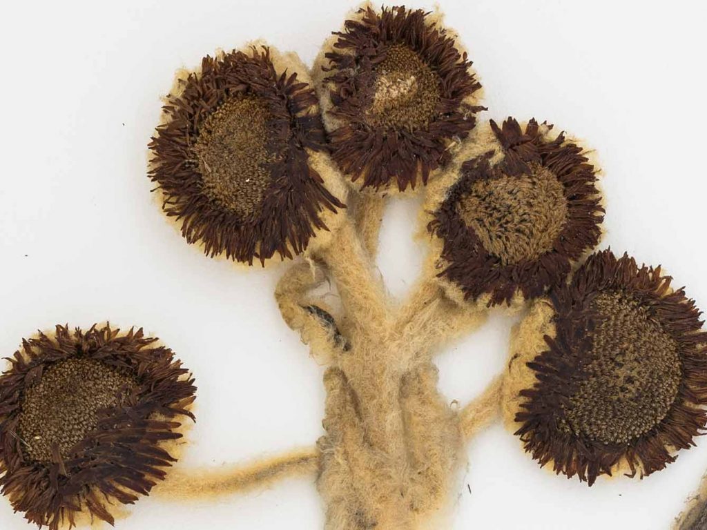 Venezuela Virtual Volunteer