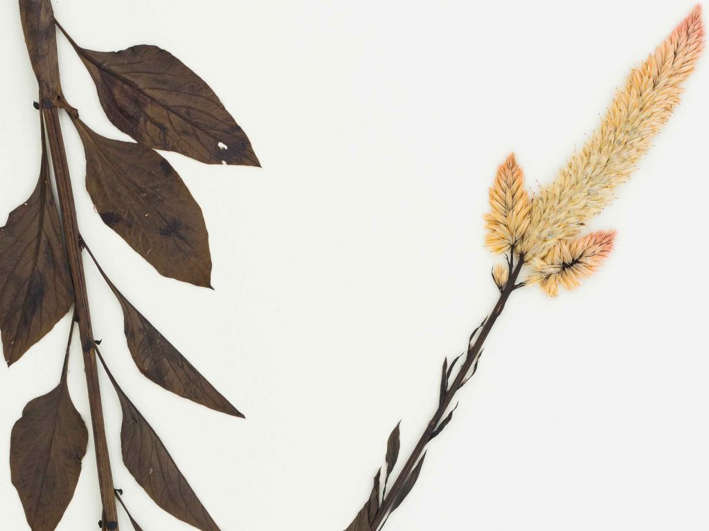 Venezuela Herbarium Specimen