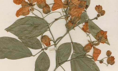 Virtual Herbarium Image