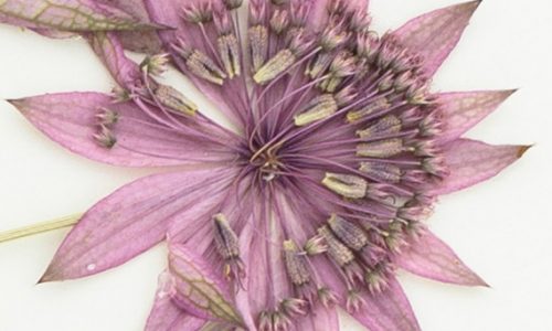 Seed plant Virtual Herbarium image