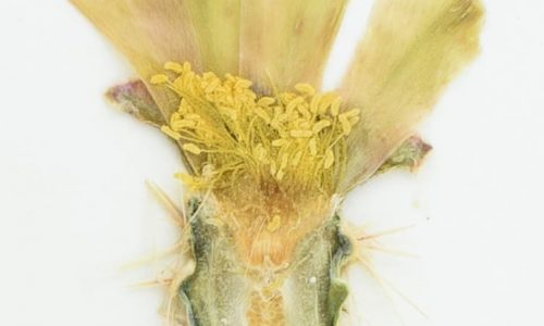 Seed plant Virtual Herbarium image