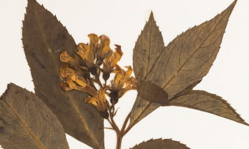 Close-up view of flower and leaves of herbarium specimen 04831775.