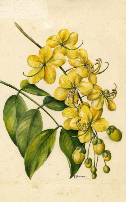 Francis Horne watercolor of Cassia fistula