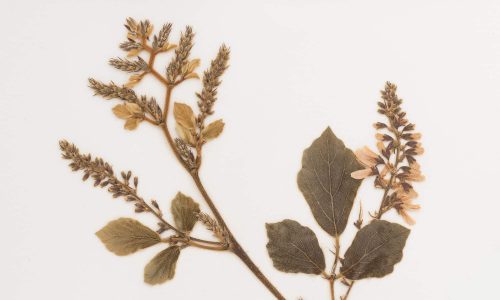 Close-up image of a herbarium specimen.